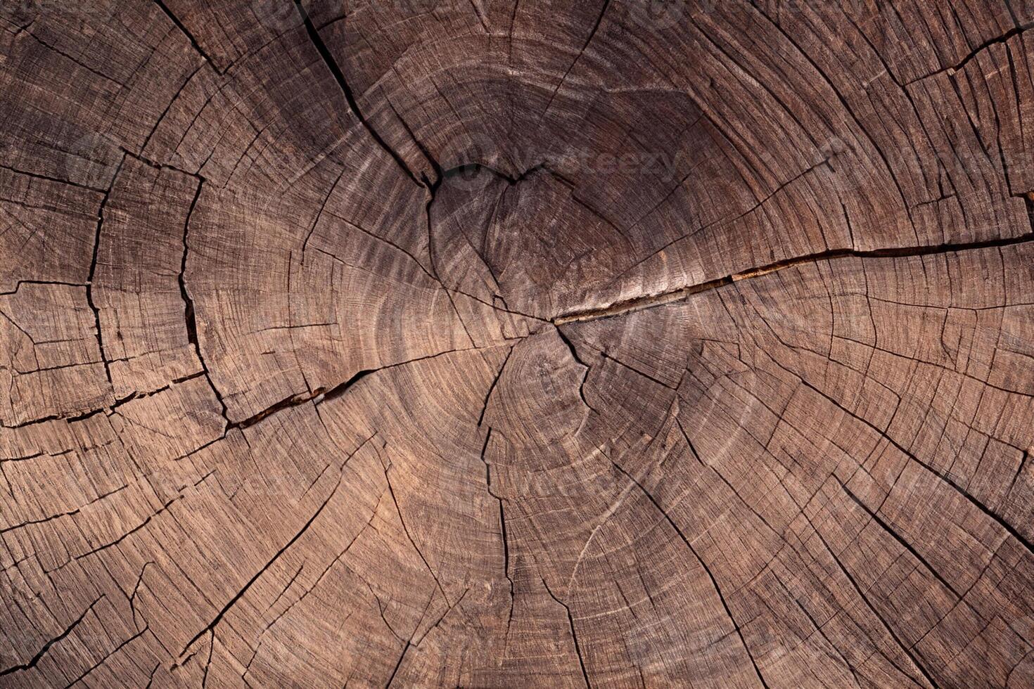 Natural Beauty, Close up of Large Circular Wood Cross Section with Intricate Tree Ring Texture and Cracks. photo