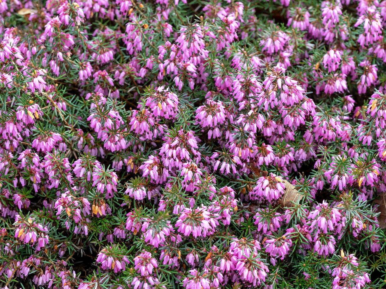 Closeup of flowering heather, Erica carnea Loughrigg photo
