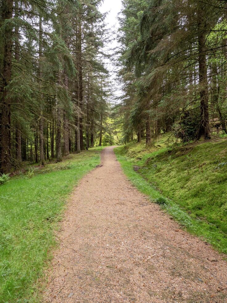 Trail through pine trees in the Argyll Forest Park, Scotland photo