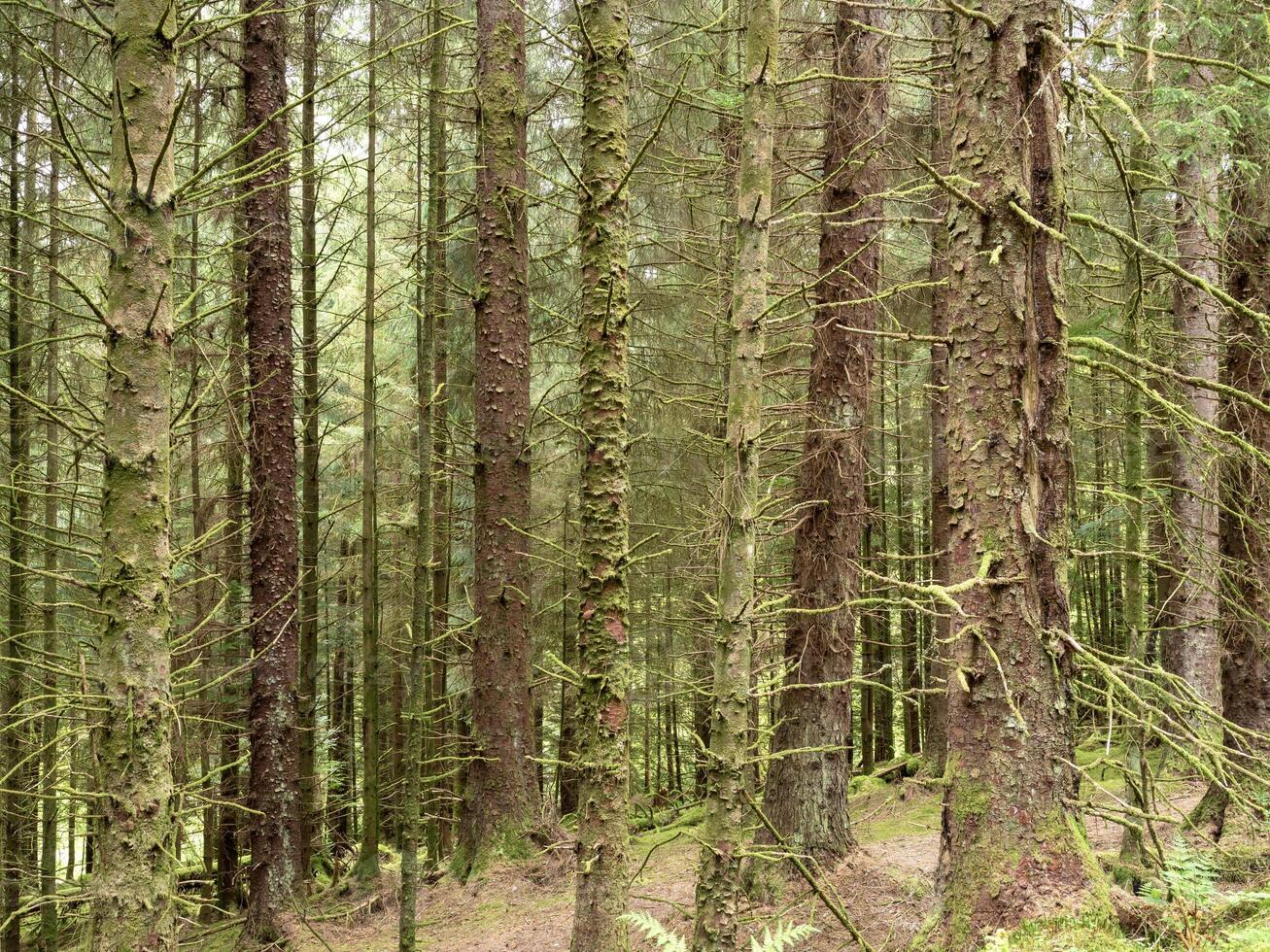 Dense tree trunks in the Argyll Forest Park, Scotland photo