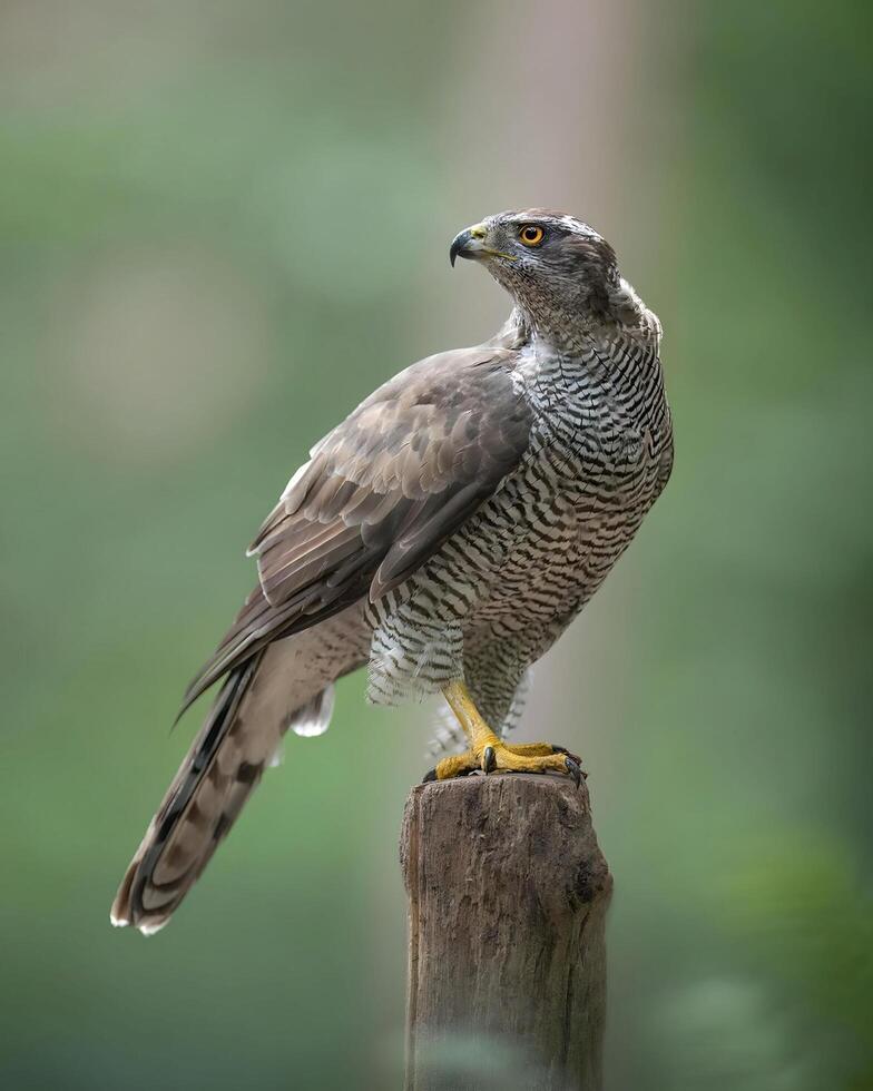 a hawk is perched on a wooden post photo