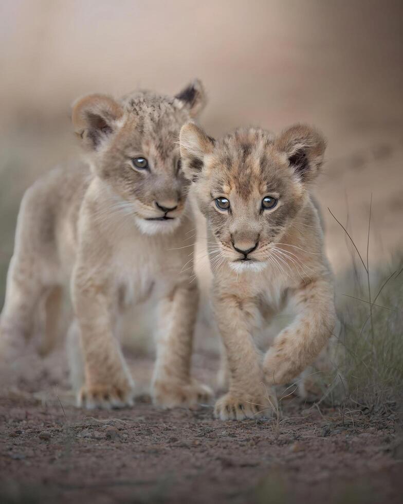 dos león cachorros son caminando en el suciedad foto