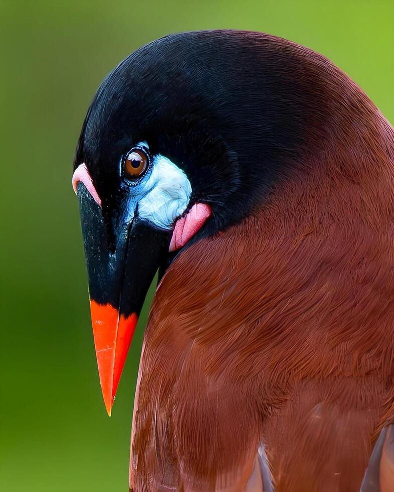 a bird with a red and black head sitting on a branch photo