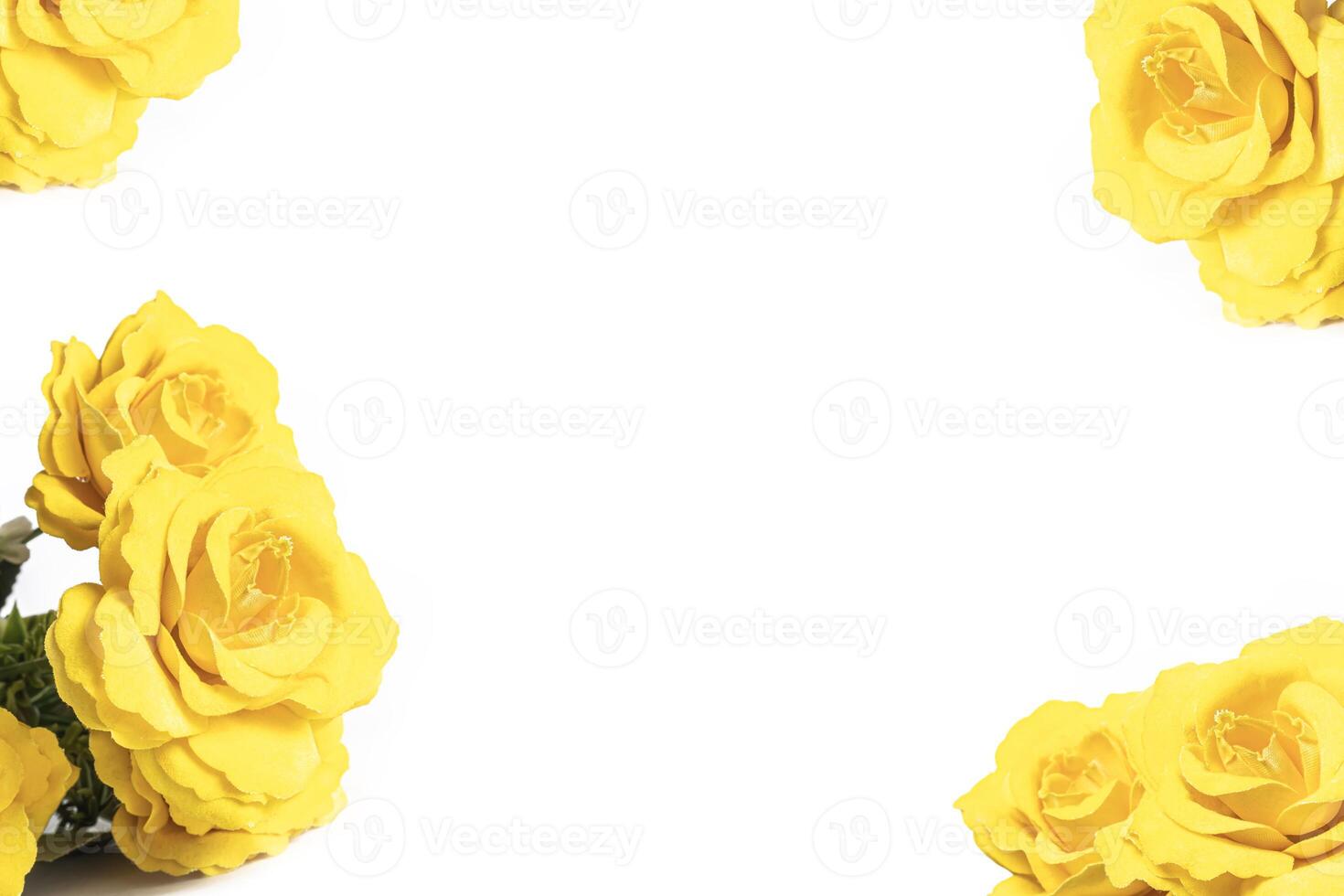 yellow roses isolated on white background with copy space for your text. photo