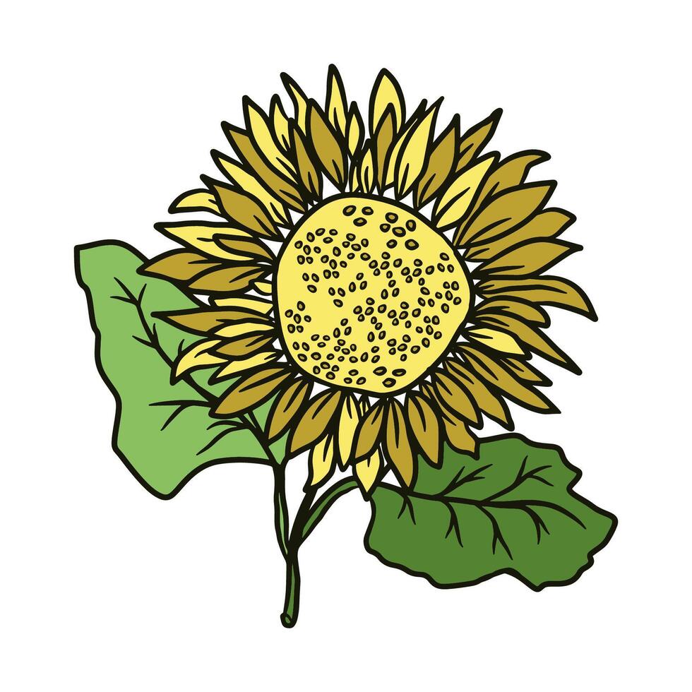 Sunflower hand drawn illustration in color for design. Vector doodle floral elements
