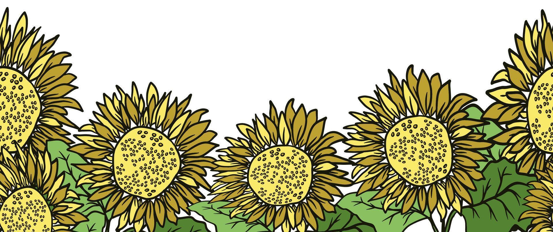 Sunflower hand drawn flower , vector banner for design, seamless boarder for card or invite