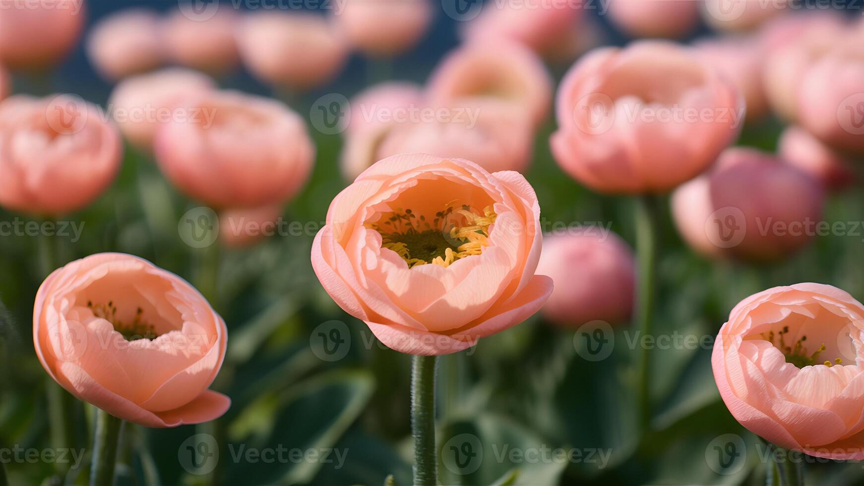 AI generated Closeup peach ranunculus abstract background, shallow depth of field photo