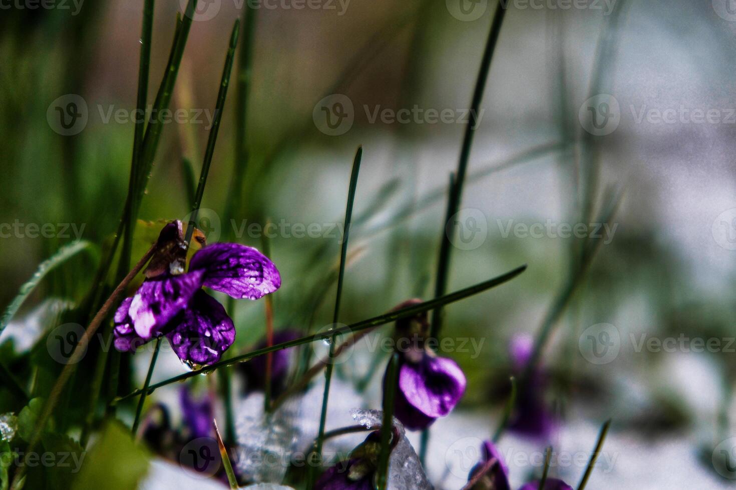 violet flowers immersed in fresh snow at the onset of spring. contrast between climatic seasons photo