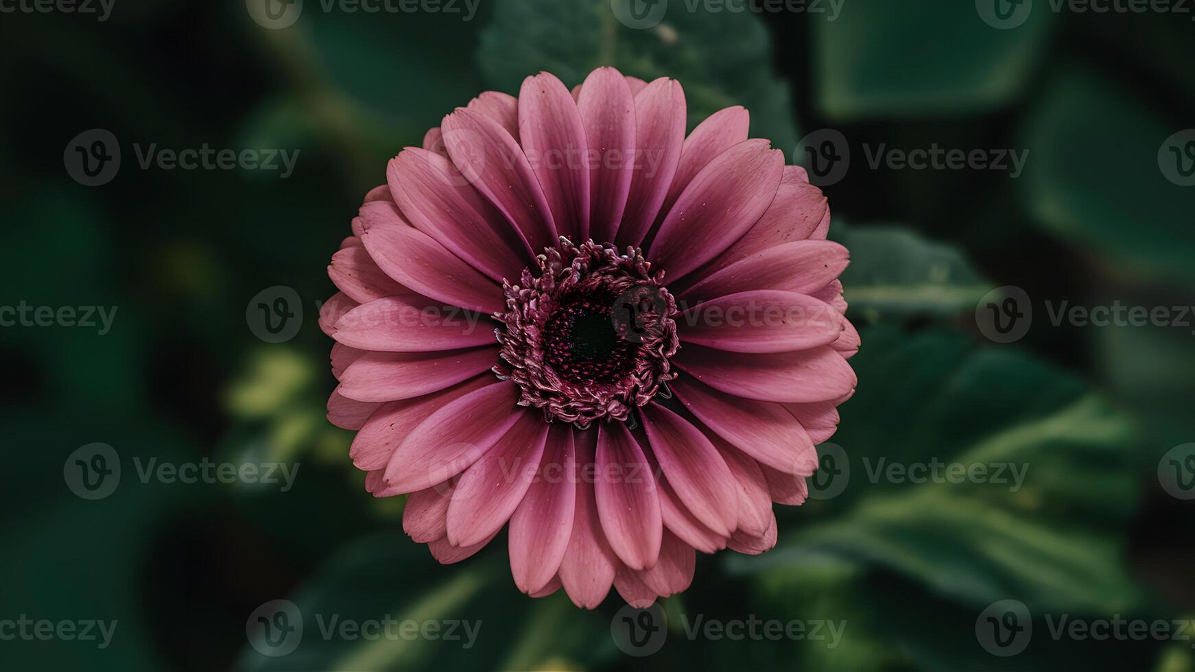 AI generated Closeup of purple gerbera flower with no shadows, isolated background photo