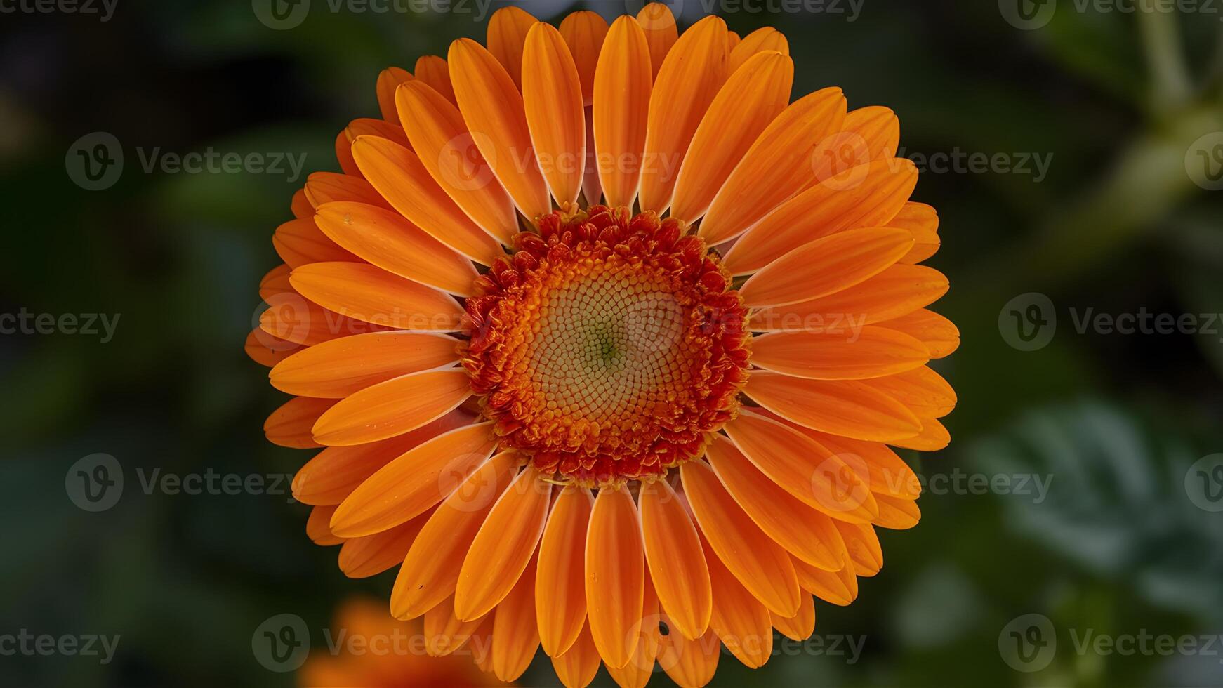 AI generated StockImage Close up shot highlights bright vibrant orange gerber daisy bloom photo