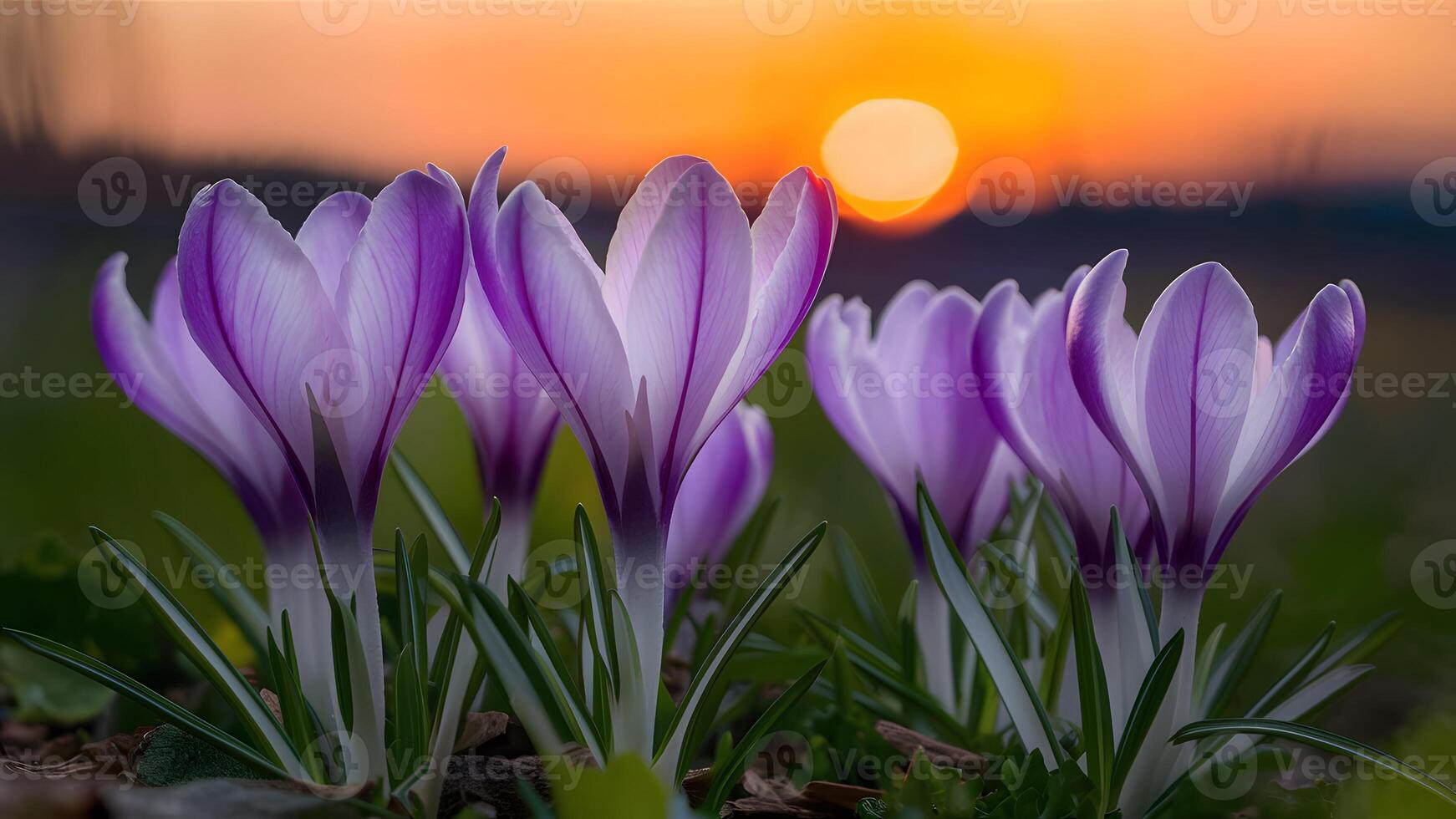 AI generated Crocus flowers bloom against a sunset backdrop in early spring photo