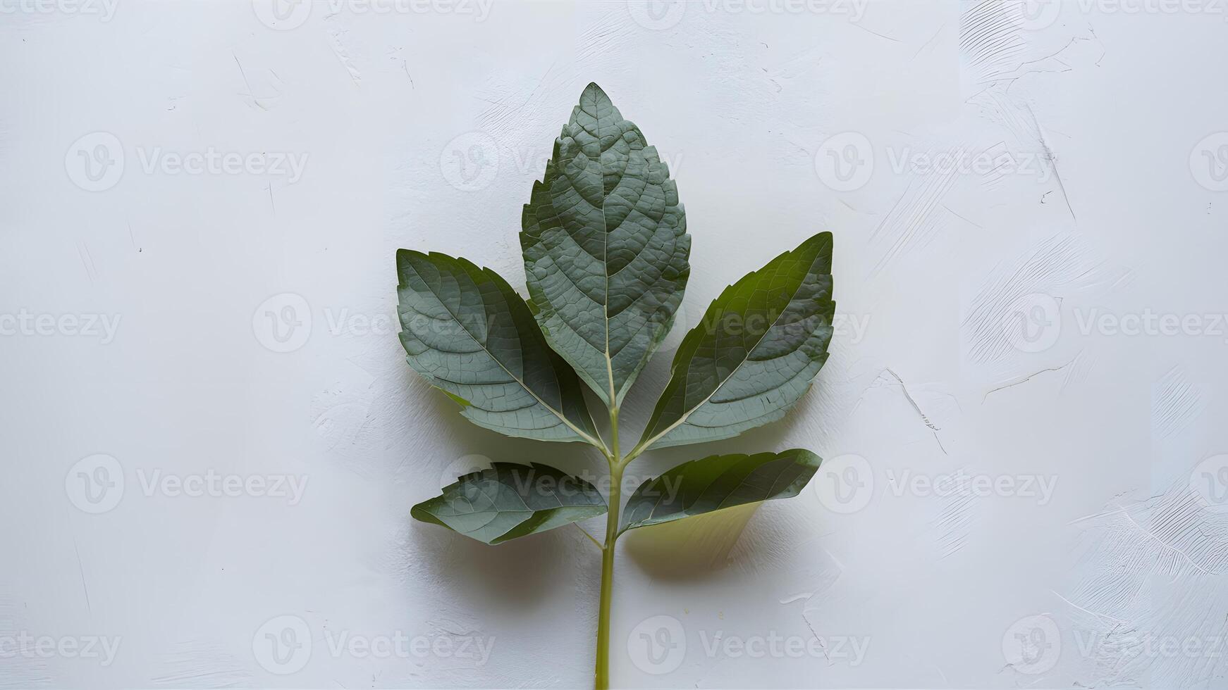 AI generated Fresh lemon leaf stands out against a clean white backdrop photo