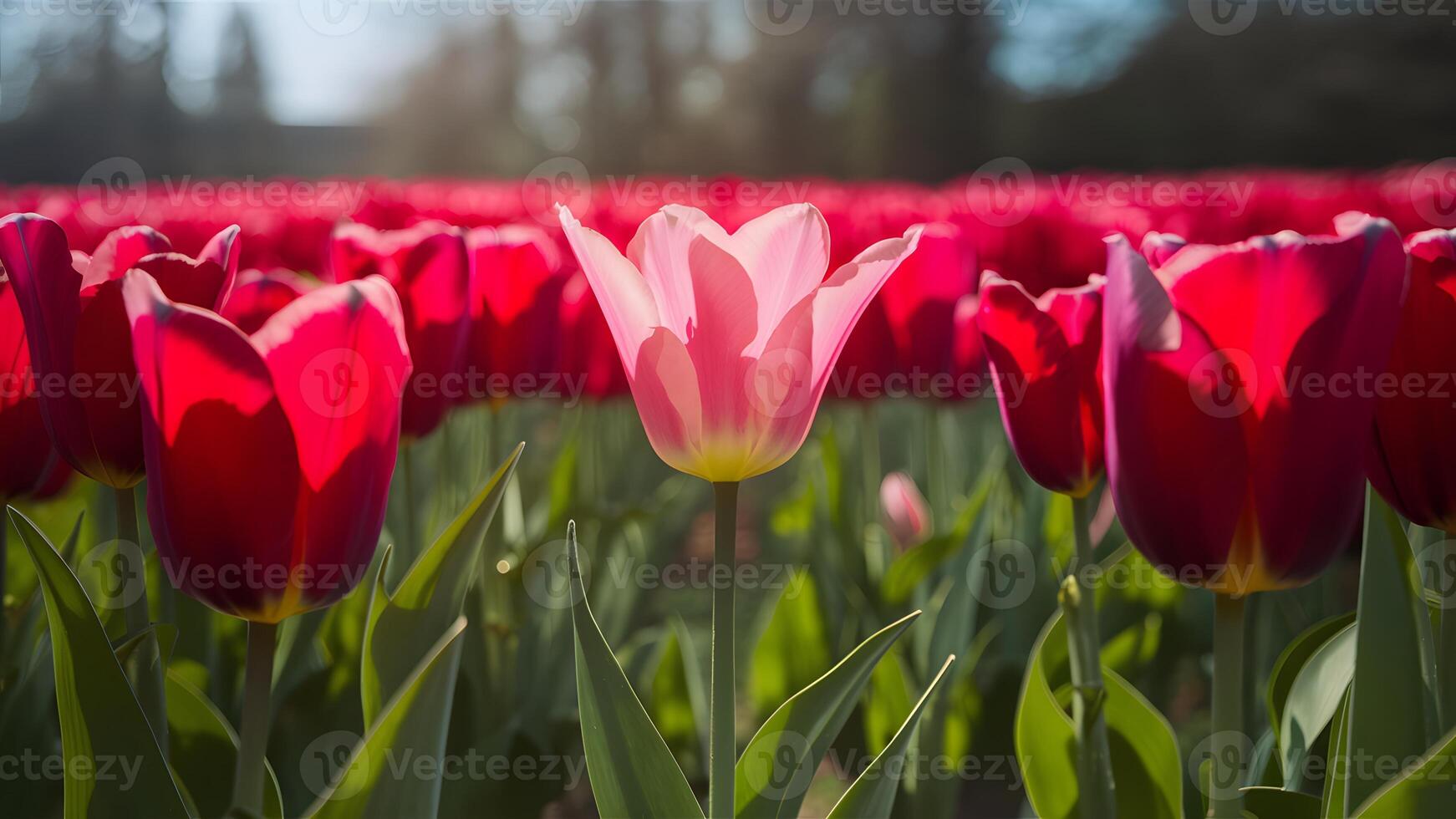 AI generated Pink tulip bloom in red tulips field under spring sunlight photo