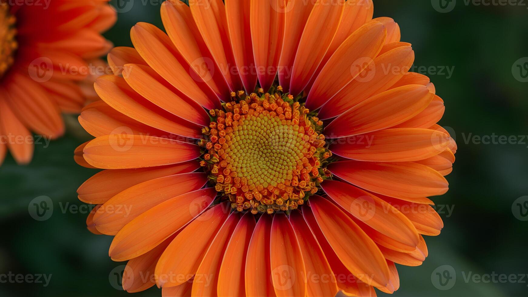 AI generated StockImage Close up shot highlights bright vibrant orange gerber daisy bloom photo