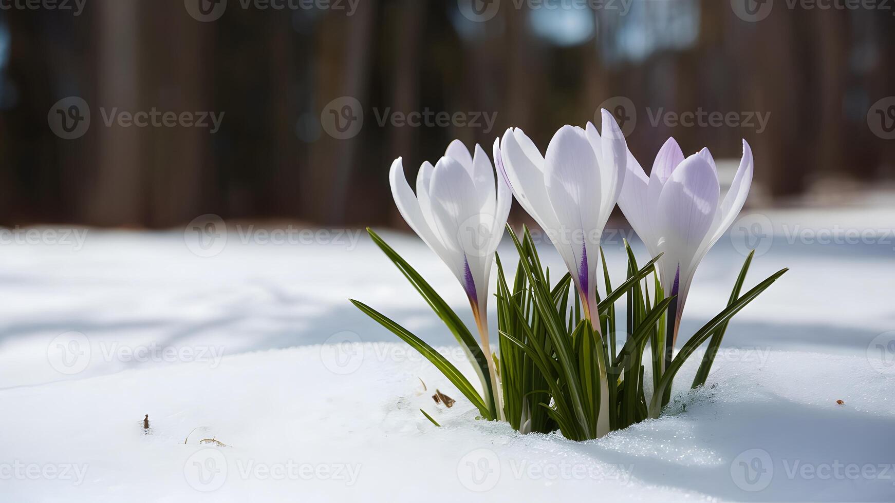 AI generated Start of spring symbolized by crocus flower emerging from snow photo
