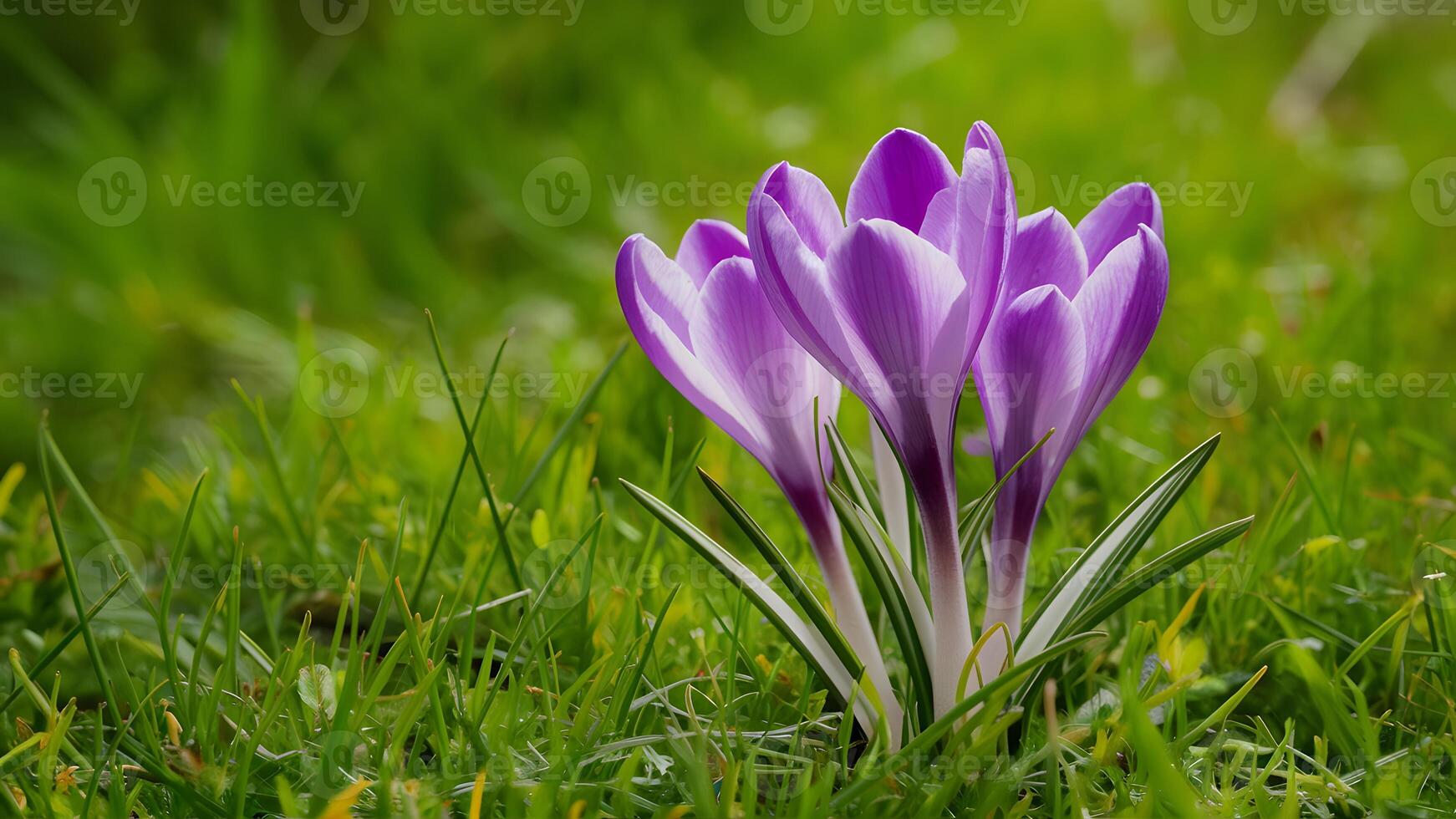 AI generated Purple crocus flower background wallpaper with beautiful green grass photo