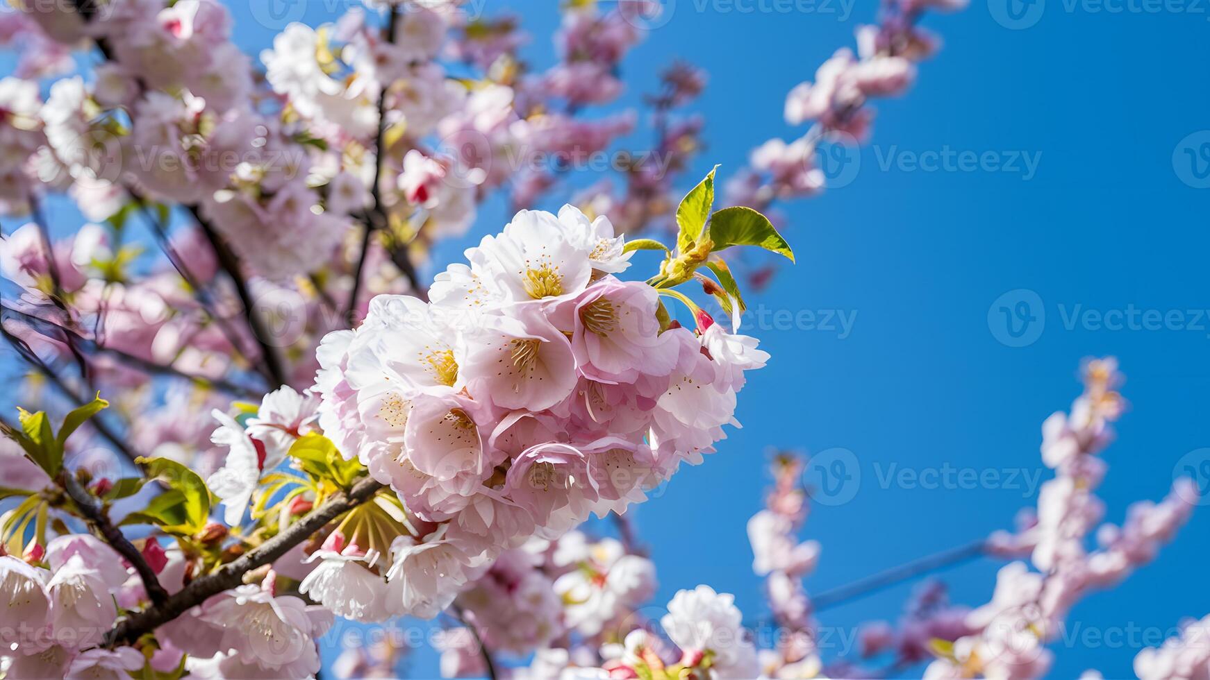 ai generado Cereza flores en primavera conjunto en contra sereno azul cielo foto