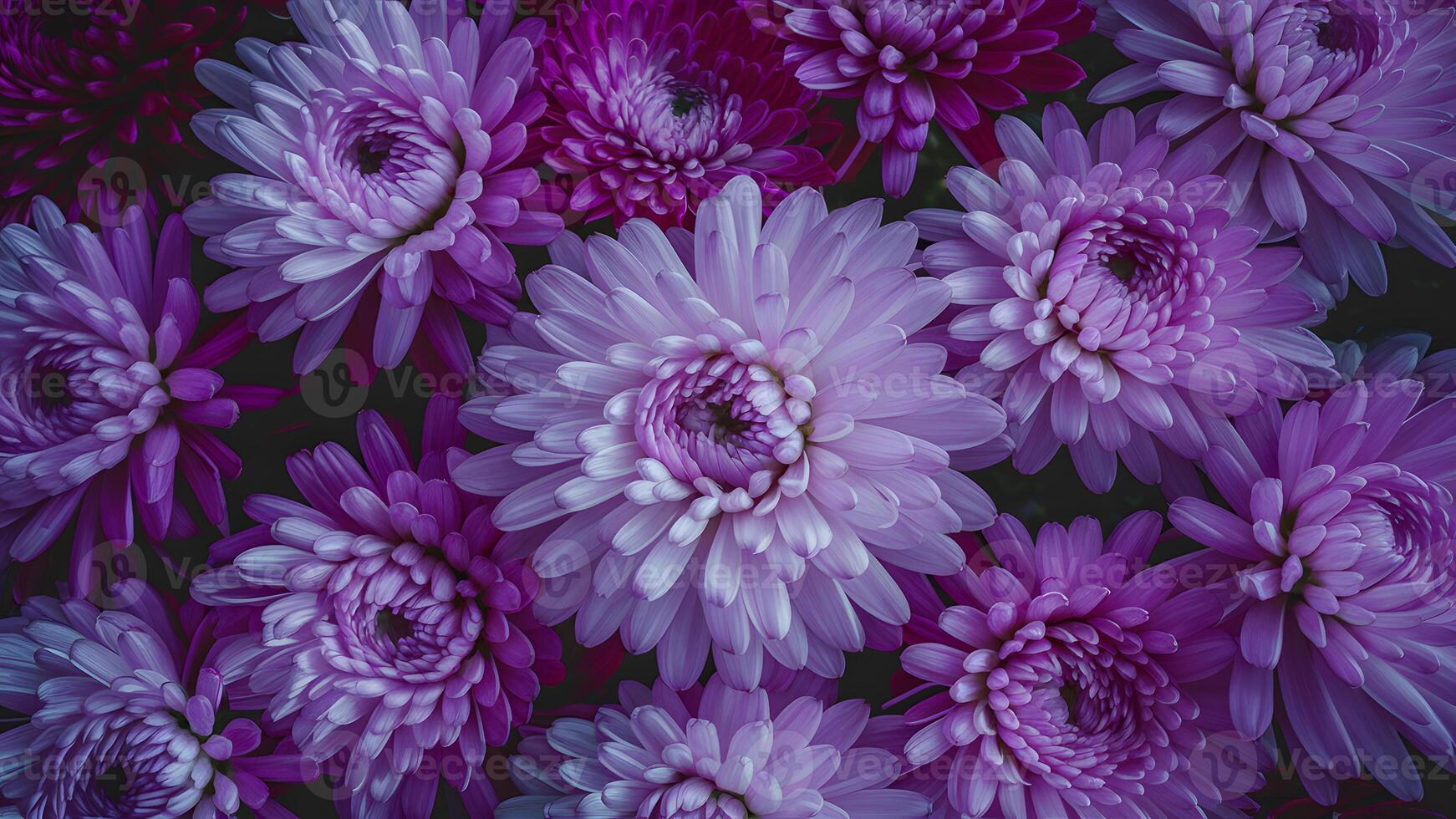 AI generated Soft pink and purple chrysanthemum flowers create nature abstract photo