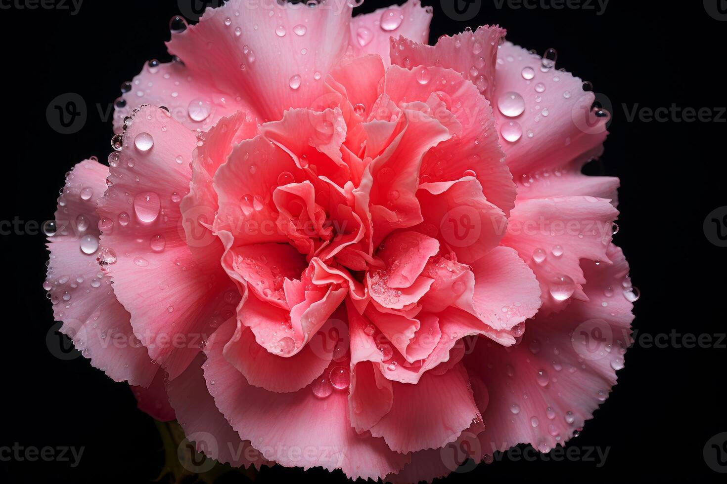 AI generated Velvety Pink carnation. Generate Ai photo