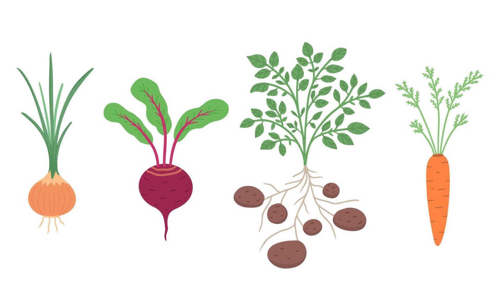 roots vegetables, potatoes, carrot, beet. onion. Illustration for printing, backgrounds, covers and packaging. Image can be used for cards, posters and stickers. Isolated on white background. vector