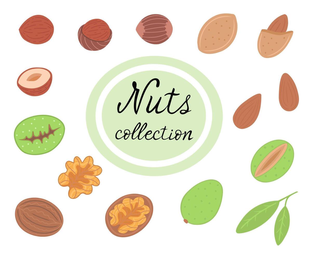 Nuts collection, almond, walnut and hazelnut. Illustration for printing, backgrounds, covers and packaging. Image can be used for cards, posters and stickers. Isolated on white background. vector