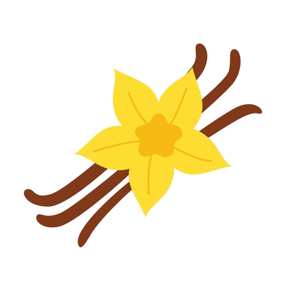 Vector illustration of vanilla isolated on white background.