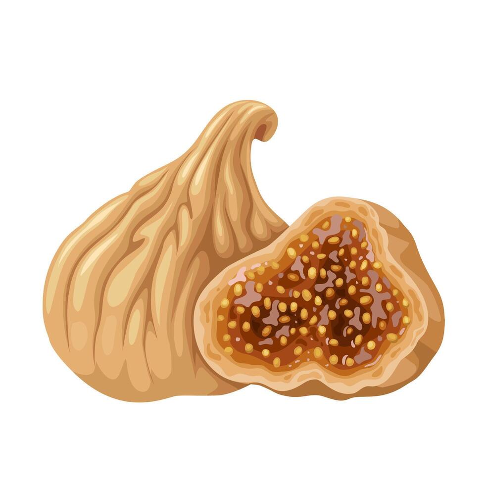 Vector illustration, dried figs, isolated on white background.