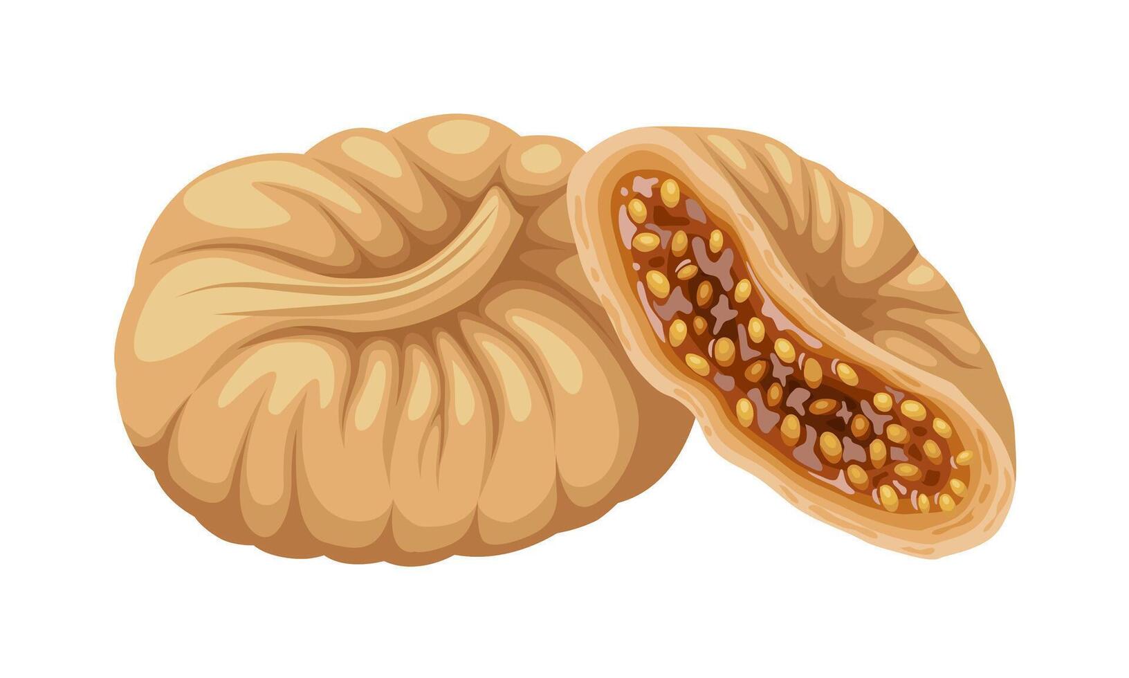 Vector illustration, dried figs, isolated on white background.