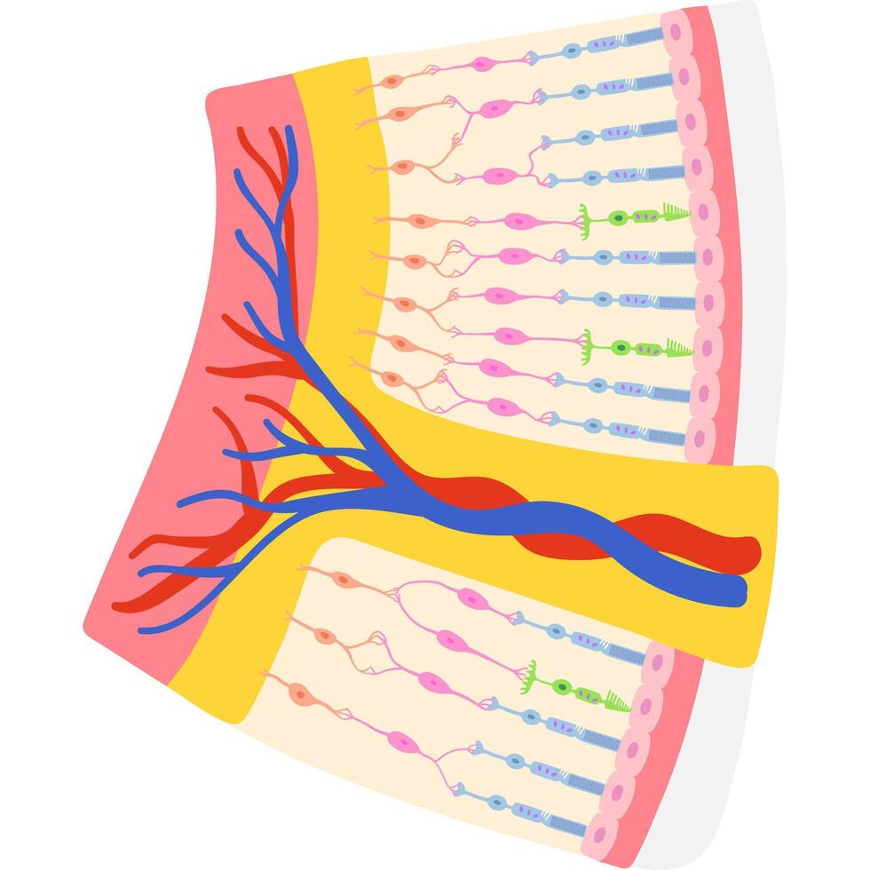 retina academic diagram structure anatomy vector