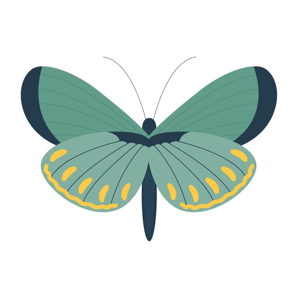 butterfly vector illustration