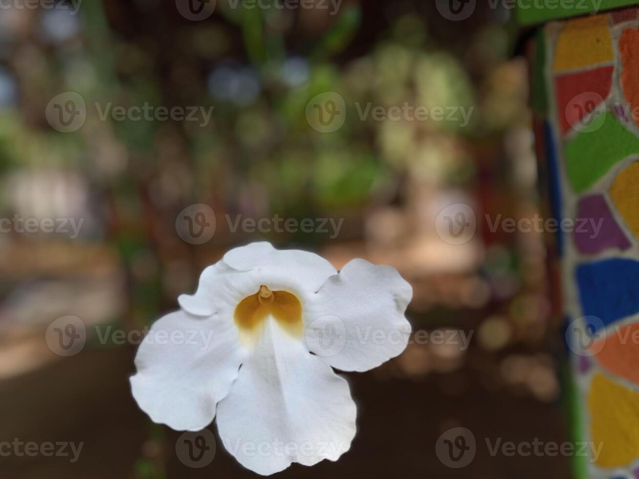 Thunbergia grandiflora, a plant native to China, India, Nepal, Indochina and Burma. climbing plant with beautiful white flowers with blur background photo