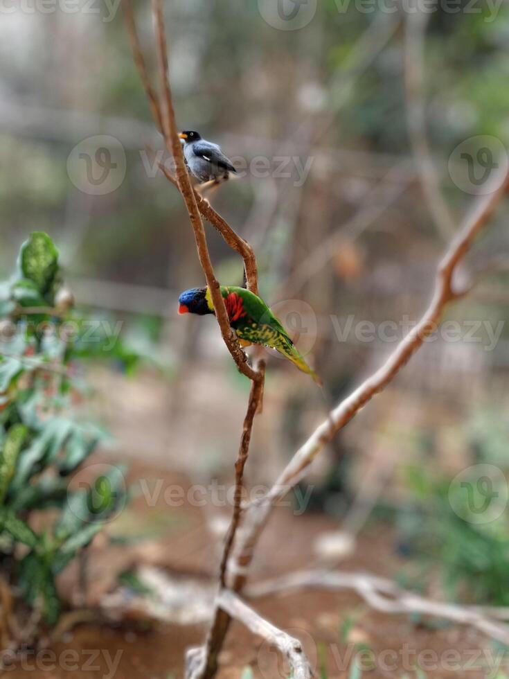 beautiful birds on a branch in a large cage, tree and wood  in the zoo on blurred background photo