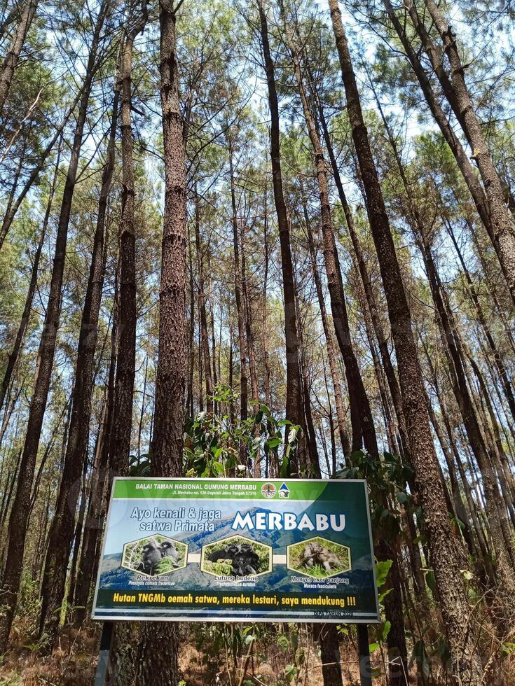pino bosque en montar merbabú nacional parque, central Java, Indonesia foto