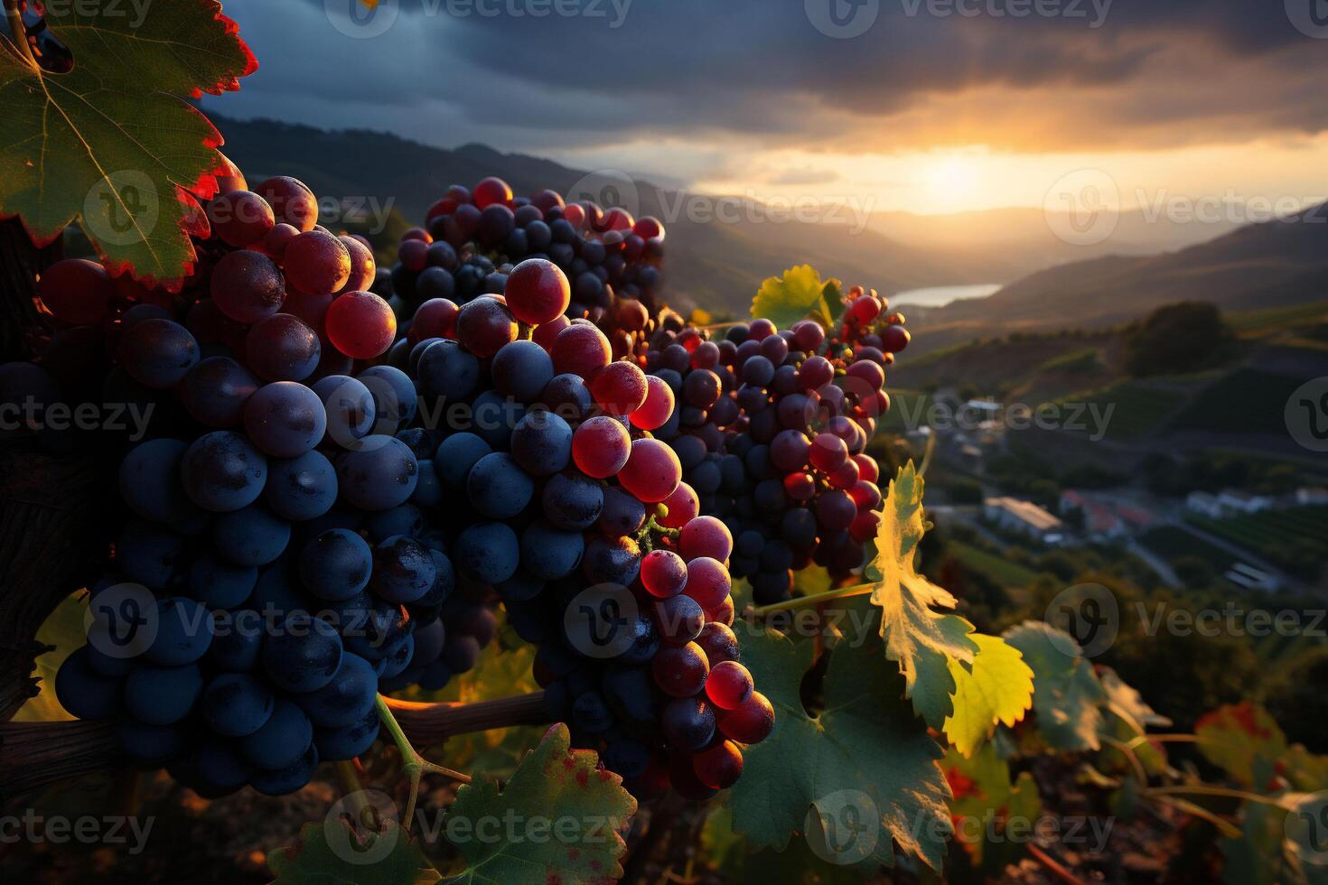 ai generado púrpura uva racimos colgando en vides con verde hojas en un montaña con vista a un cultivado valle. puesta de sol con naranja nubes foto