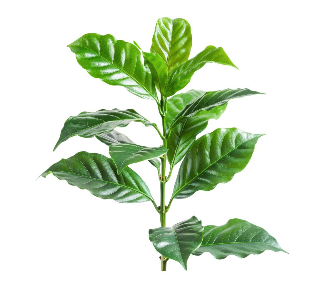 AI generated Twig of Coffee Plant on white background photo