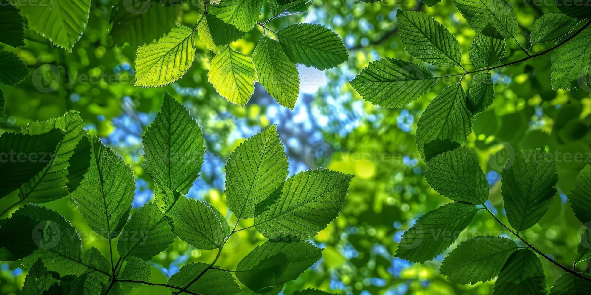AI generated green leaves background in sunny day with bokeh and sunbeams photo