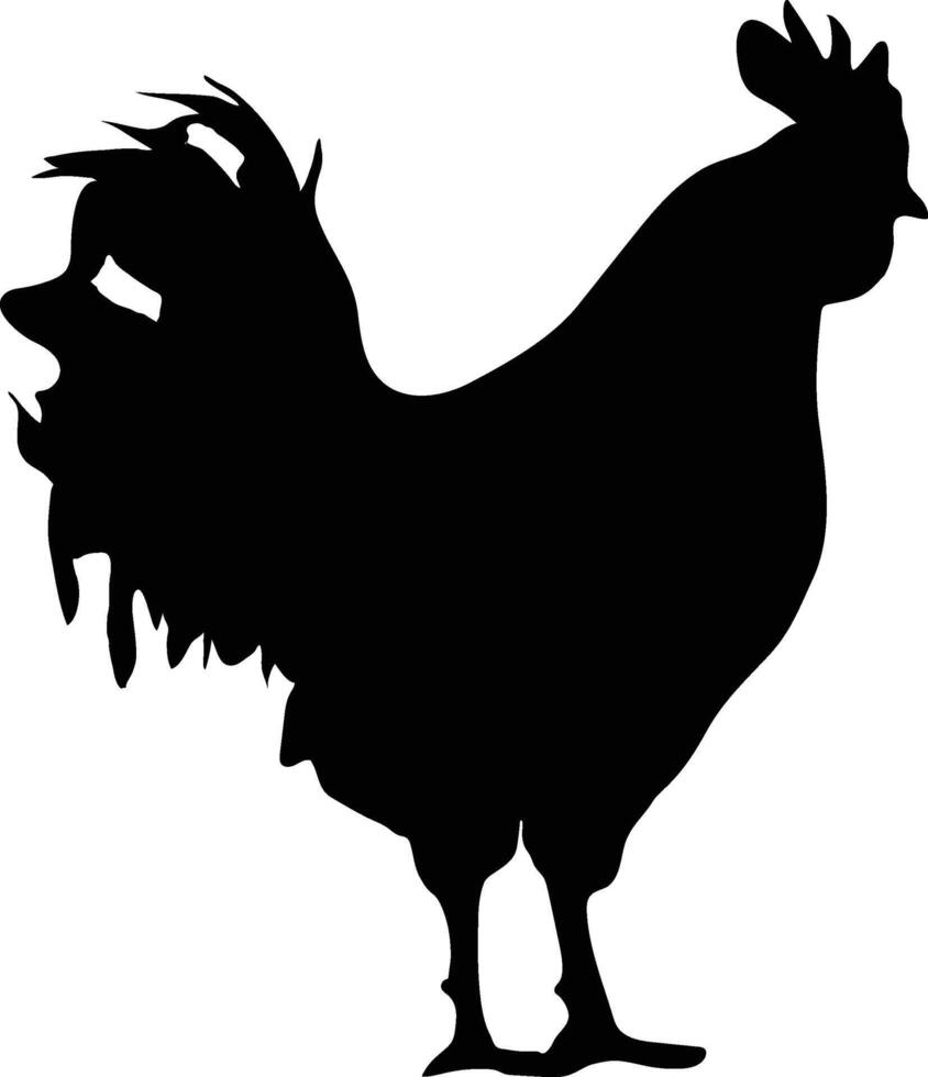 gallo pollo vector