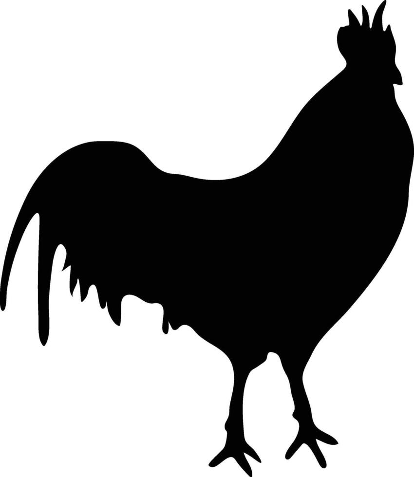 gallo pollo vector