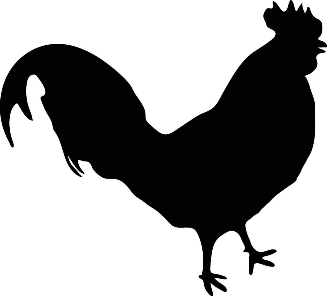 Rooster chiken vector