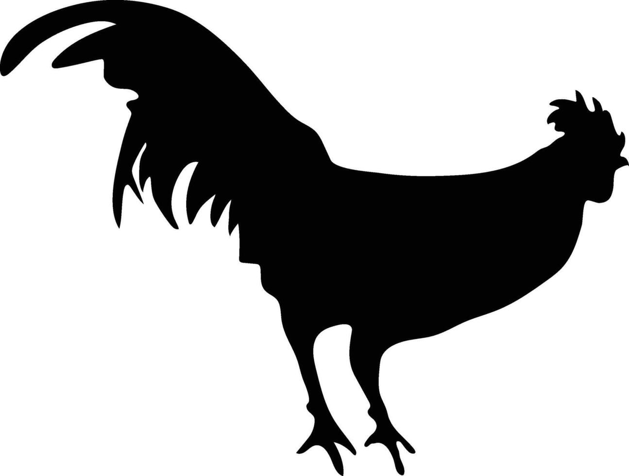 gallo pollo vector