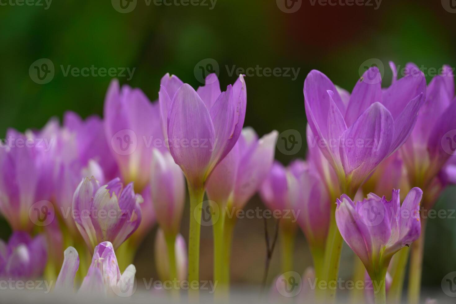 Blooming purple crocuses in the garden, close up photo