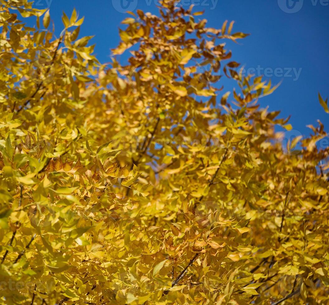 Yellow leaves on a Pennsylvania Ash tree on an autumn day photo