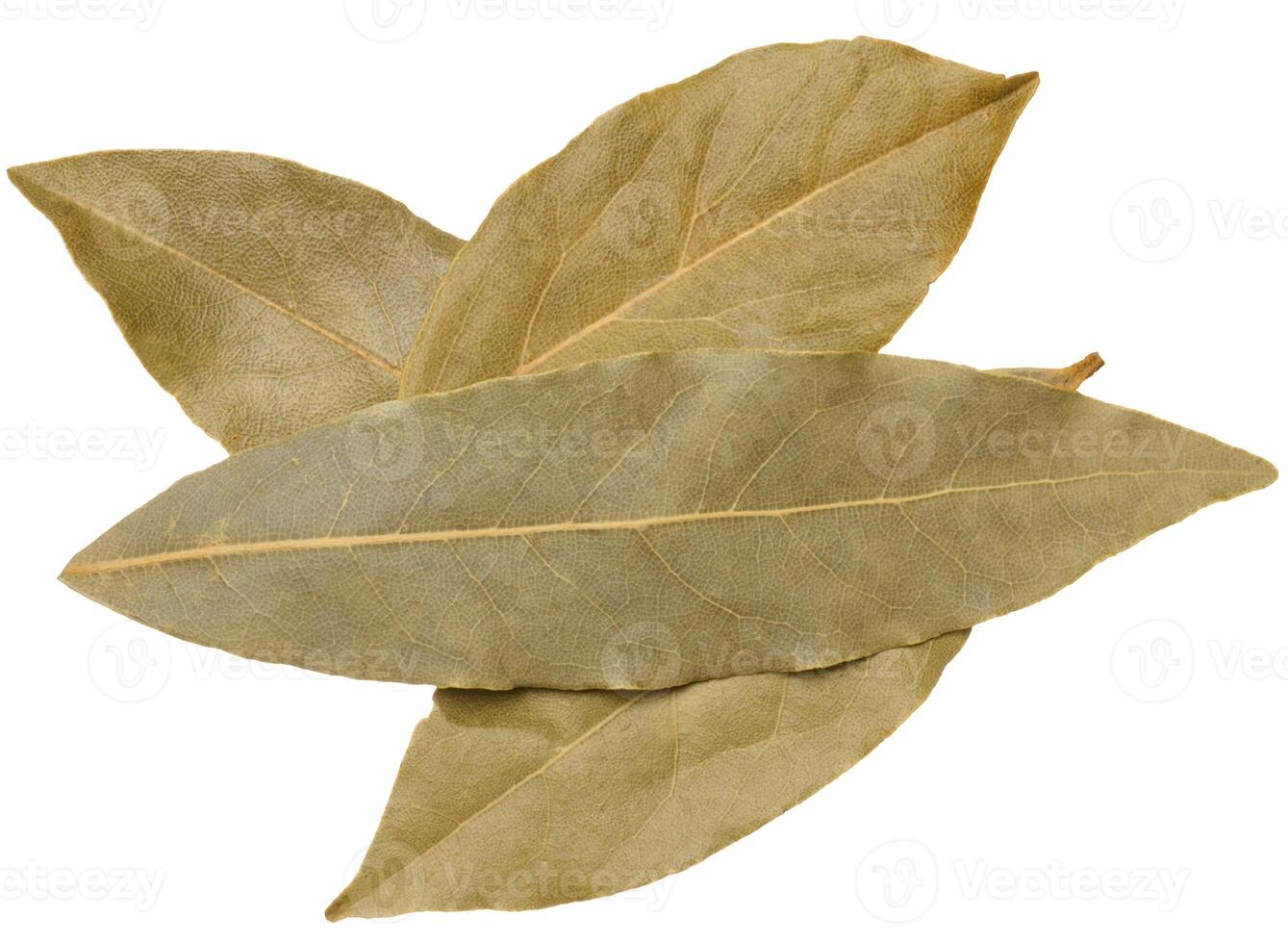 Dry bay leaf on isolated background, spice photo