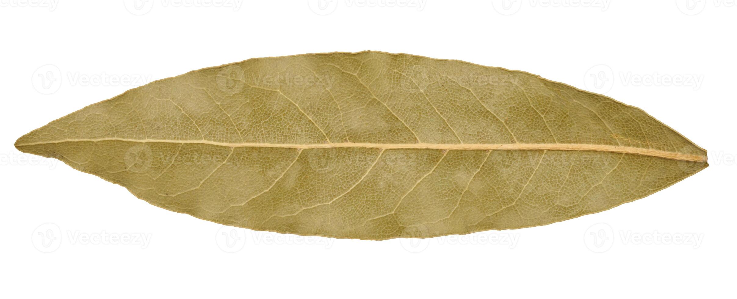 Dry bay leaf on isolated background, spice photo