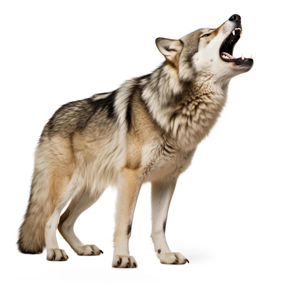 AI generated canadian wolf isolated on white background.Generative Ai photo