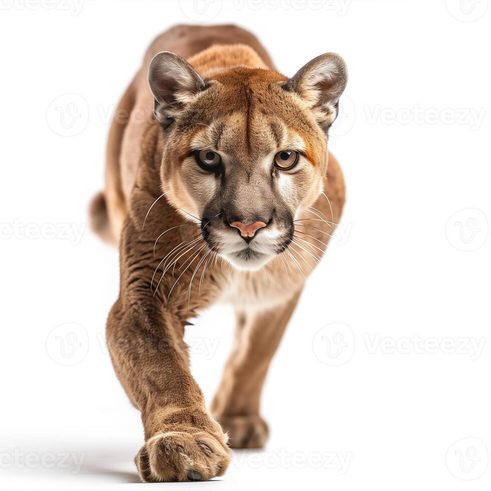 AI generated puma isolated on white background.Generative AI photo