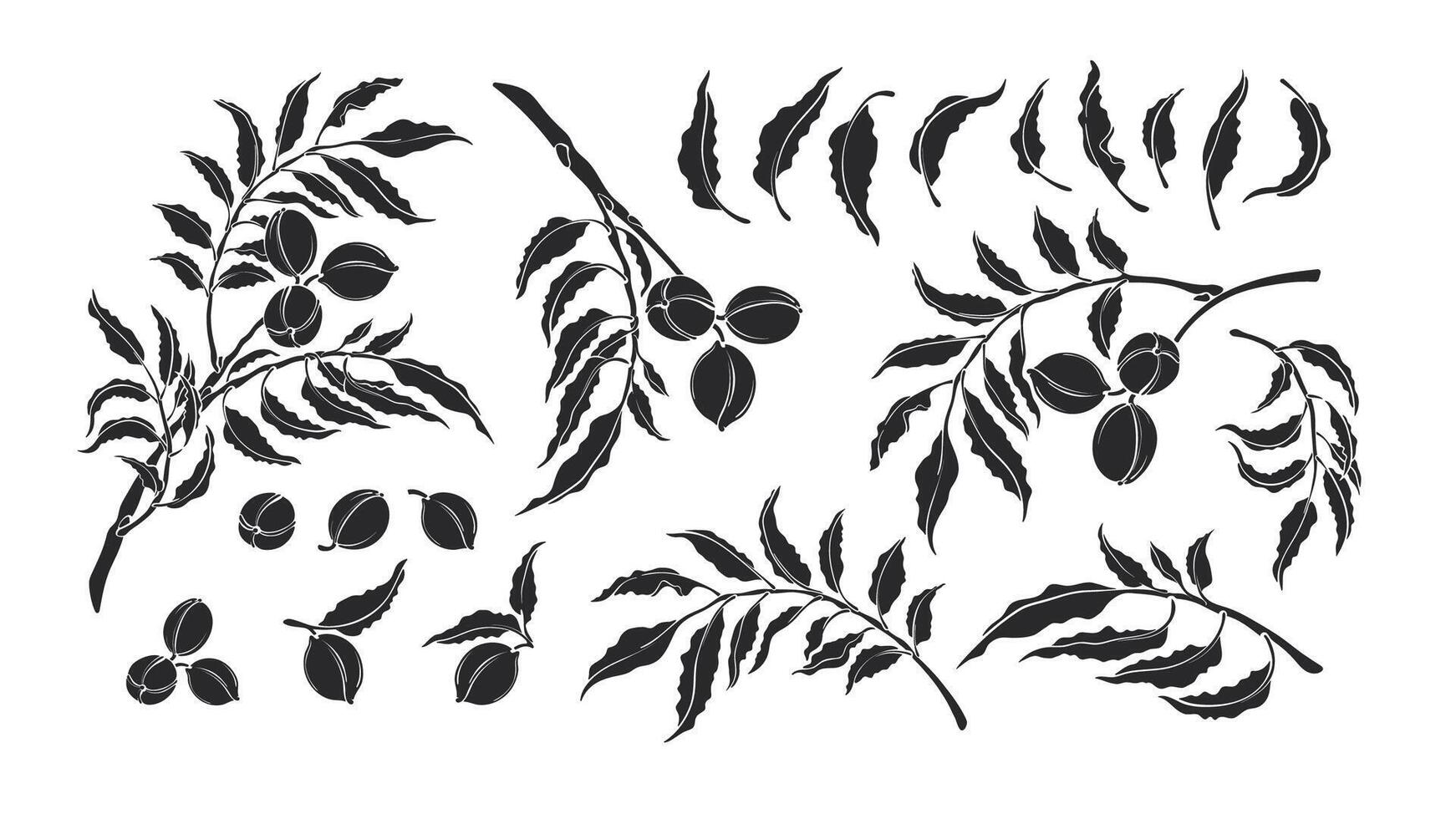 Pecan set Vector silhouette Botanical illustration