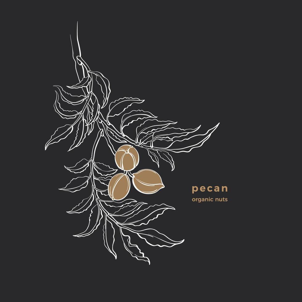 Pecan nuts. Vector botanical tree Art illustration