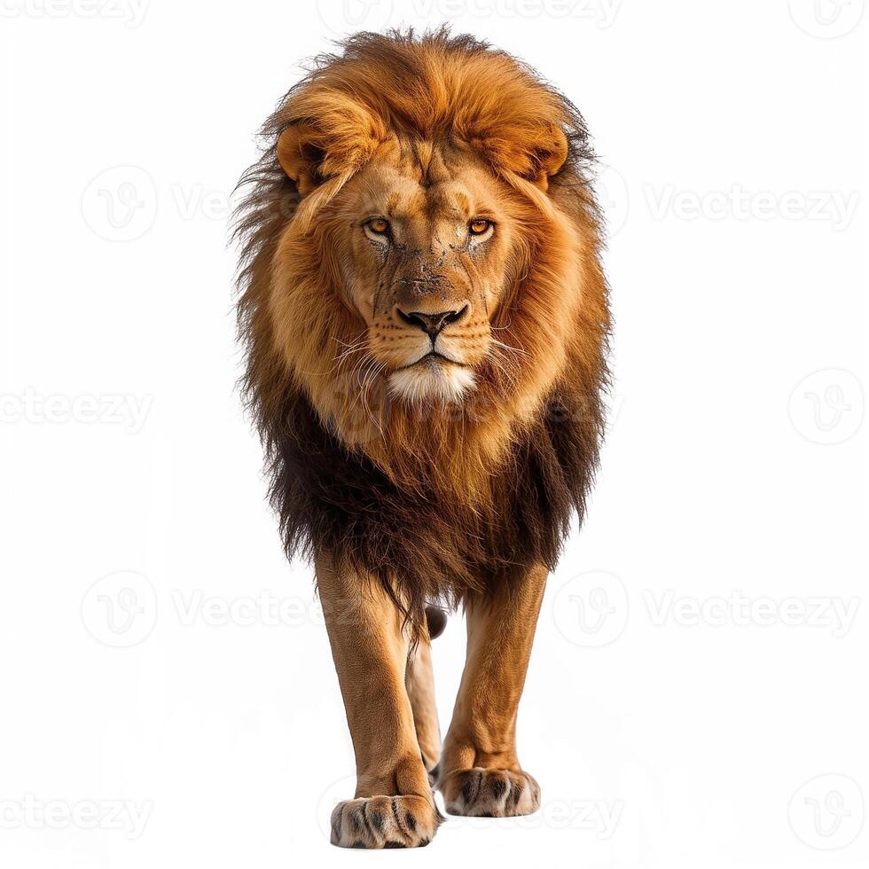 AI generated male lion isolated on white background,Generative Ai photo