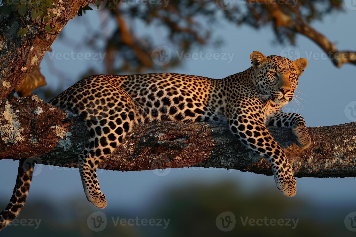 AI generated leopard is lying on tree in the evening.Generative AI photo